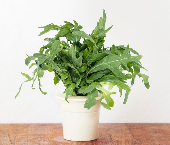 StartKit Картридж Click &amp; Grow (руккола)