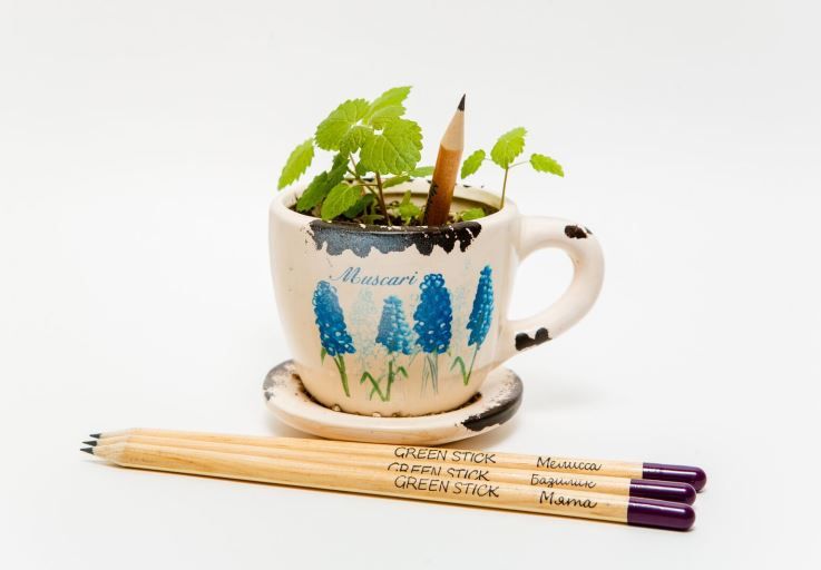 GSK-03-01 Растущий карандаш "Пряные травы" простые (3 шт)